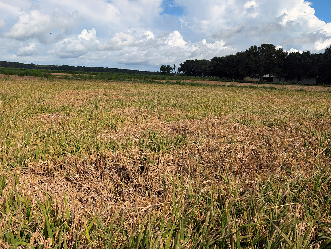 Plant pathologists making advances in rice disease detection and control